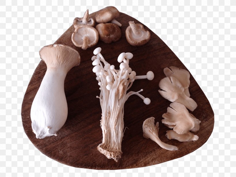 Mushroom Growing Pleurotus Eryngii Growing Gourmet And Medicinal Mushrooms = Edible Mushroom, PNG, 1200x900px, Pleurotus Eryngii, Cloning, Edible Mushroom, Enokitake, Figurine Download Free