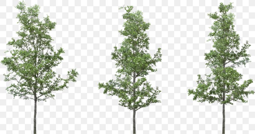 Transparency Clip Art Adobe Photoshop Psd, PNG, 1024x540px, Tree, Biome, Branch, Conifer, Evergreen Download Free