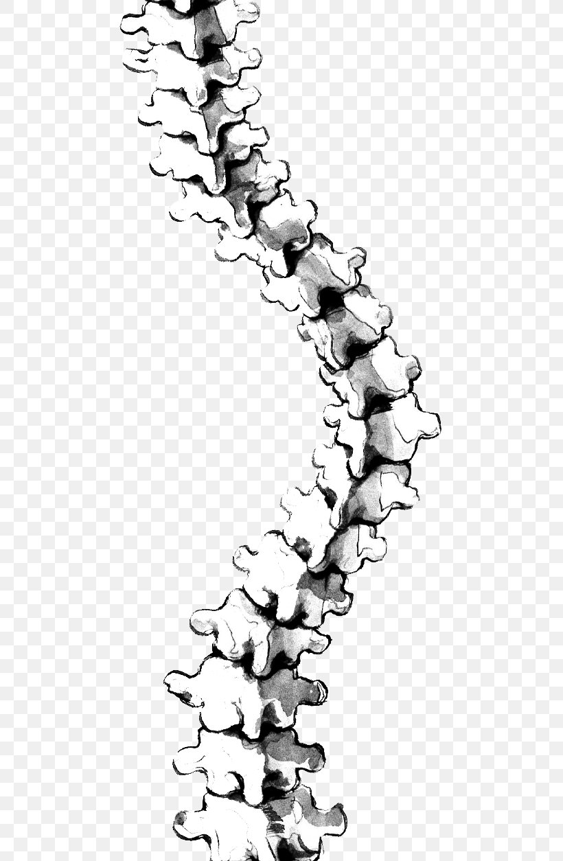 Scoliosis Vertebral Column Back Brace Drawing, PNG, 570x1254px, Scoliosis, Back Brace, Black And White, Body Jewelry, Curve Download Free