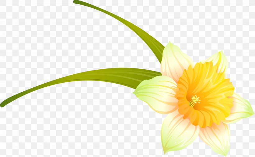 Transvaal Daisy Cut Flowers Plant Stem Petal, PNG, 5024x3111px, Transvaal Daisy, Cut Flowers, Daisy Family, Flower, Flowering Plant Download Free
