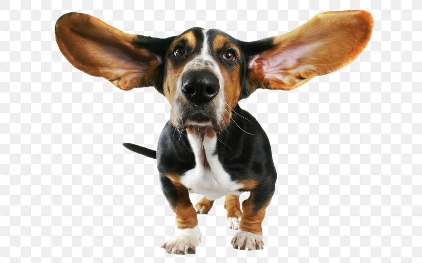 Basset Hound Beagle Bloodhound Papillon Dog Chihuahua, PNG, 1280x800px, Basset Hound, Beagle, Bloodhound, Dog, Dog Breed Download Free