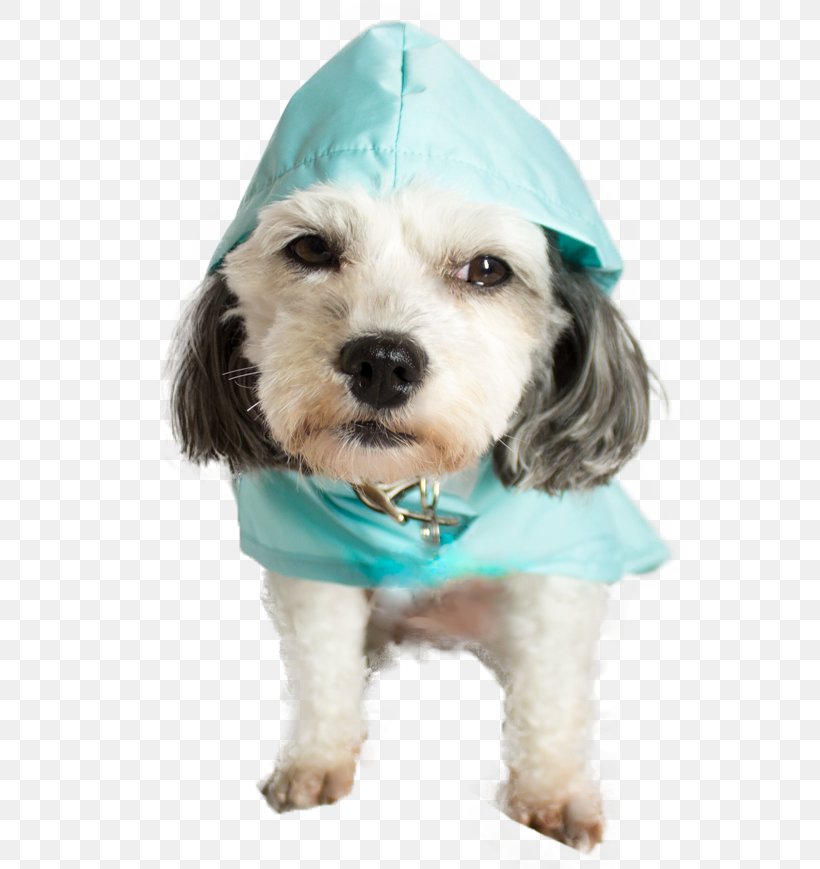 Cockapoo Puppy Schnoodle Rain Poncho, PNG, 800x869px, Cockapoo, Bottle, Cape, Carnivoran, Cavachon Download Free