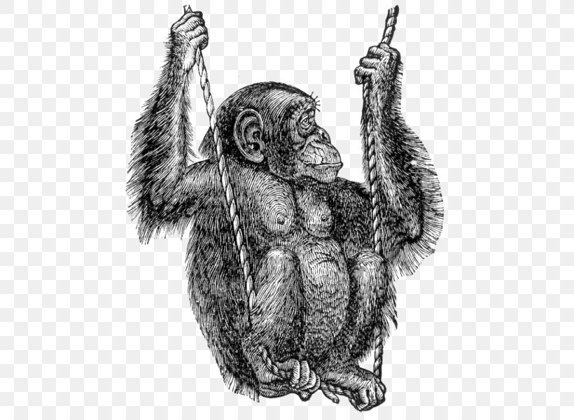 Gorilla Common Chimpanzee Clip Art, PNG, 475x600px, Gorilla, Ape, Art, Avatar, Black And White Download Free