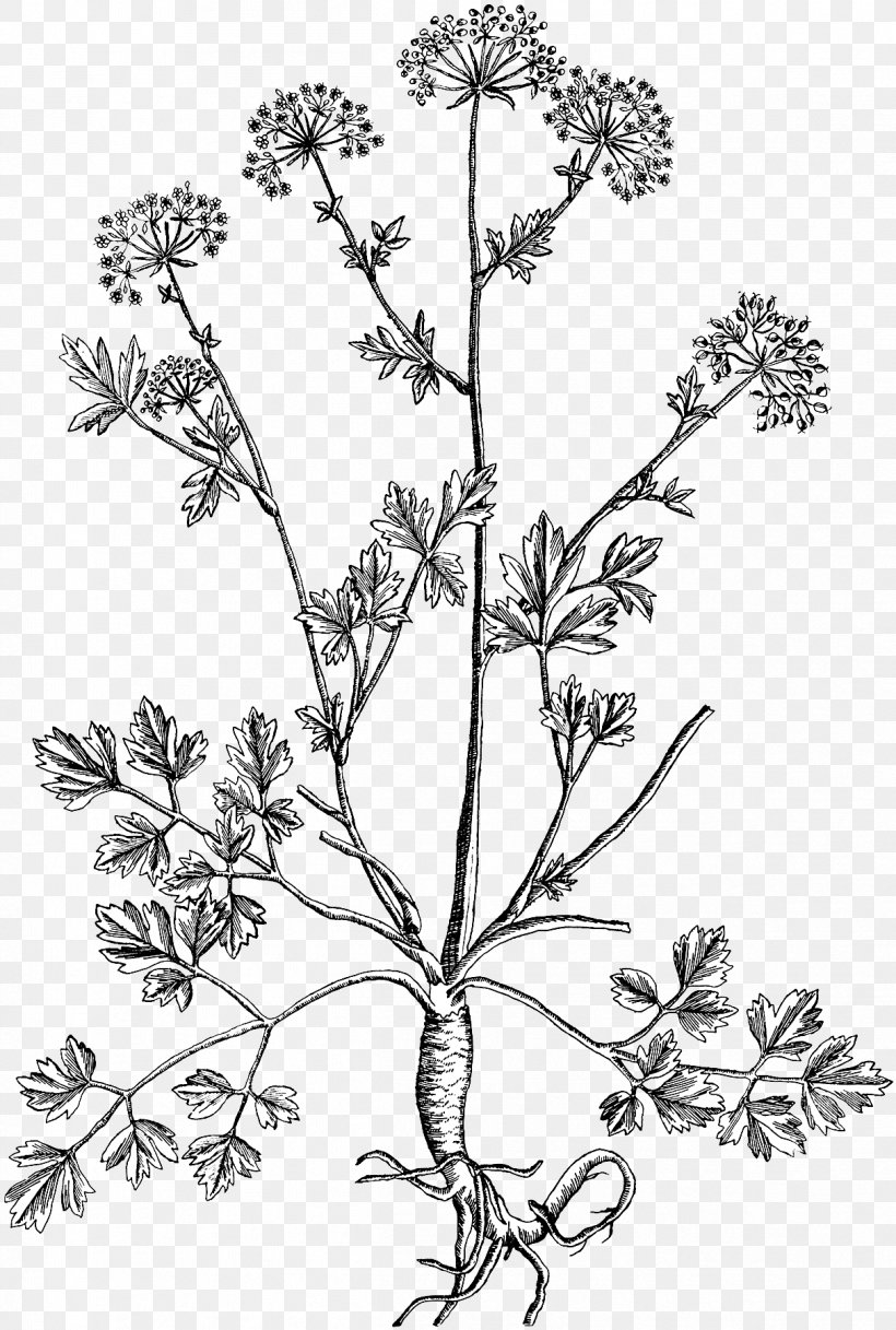 Parsley Herb Fennel Botanical Garden Printing, PNG, 1213x1801px, Parsley, Anthriscus, Black And White, Botanical Garden, Botany Download Free