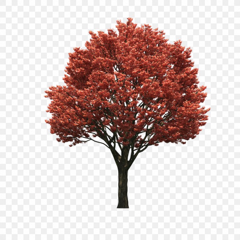 Red Maple Japanese Maple Sugar Maple Clip Art Tree, PNG, 1024x1024px, Red Maple, Acer Japonicum, Autumn Leaf Color, Branch, Fall Tree Download Free