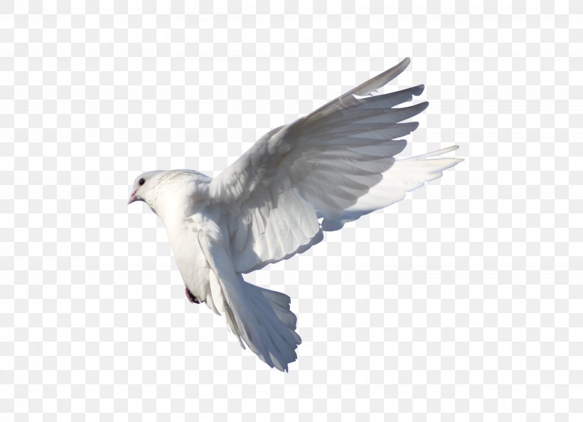Rock Dove Columbidae Bird Flight, PNG, 3425x2480px, Rock Dove, Beak, Bird, Columba, Columbidae Download Free