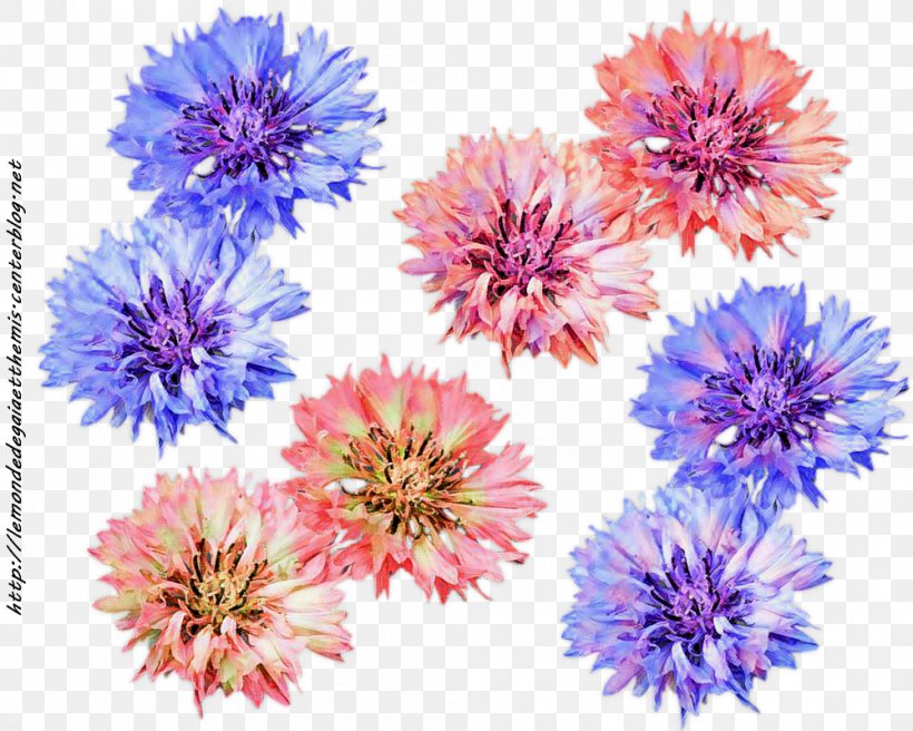 Aster Dahlia Chrysanthemum Cut Flowers Petal, PNG, 1000x800px, Aster, Annual Plant, Chrysanthemum, Chrysanths, Cut Flowers Download Free