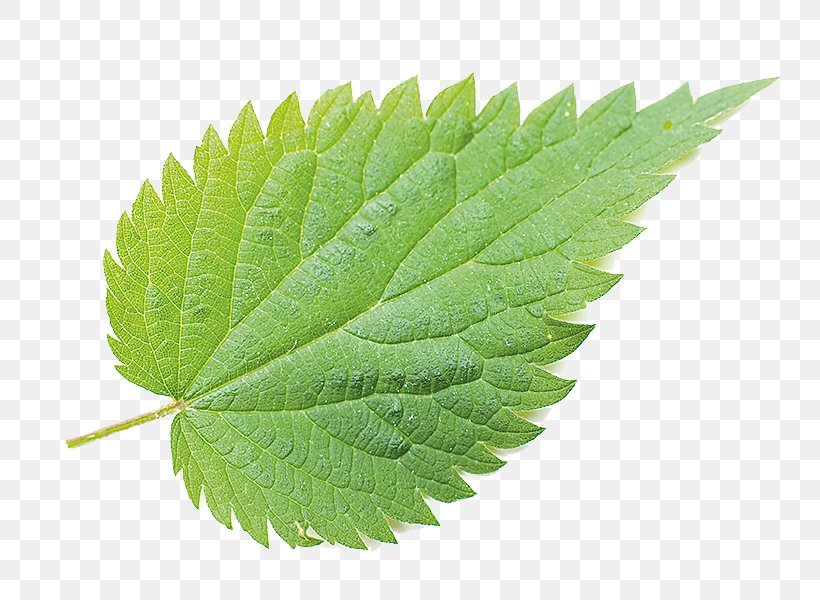 Common Nettle Stock Photography Royalty-free Depositphotos, PNG, 800x600px, Common Nettle, Depositphotos, Dioecy, Drawing, Flower Download Free