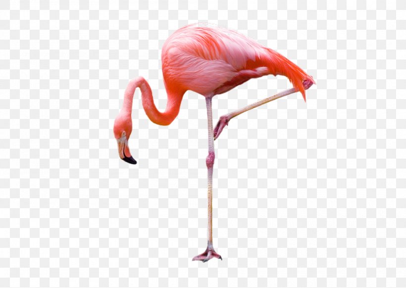Flamingo Photography, PNG, 1000x709px, Flamingo, Beak, Bird, Color, Drawing Download Free
