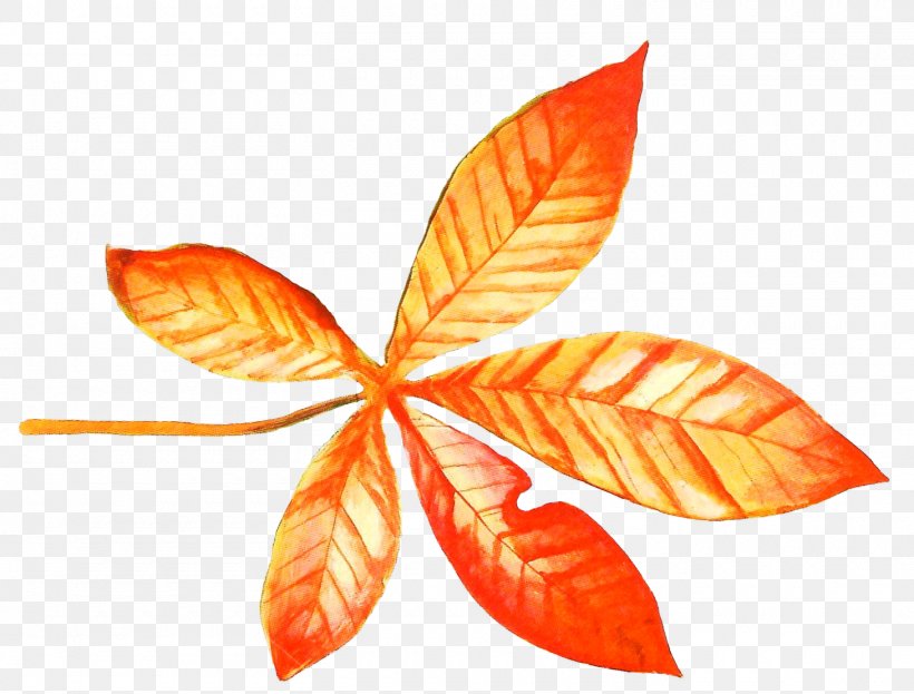 Maple Leaf Autumn, PNG, 1460x1110px, Leaf, Autumn, Green, Maple, Maple Leaf Download Free