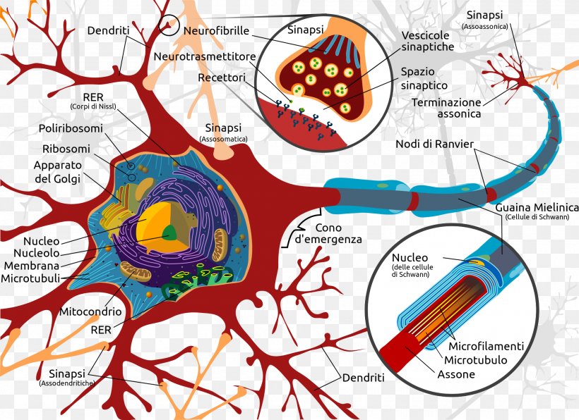 Neuron Neuroglia Nervous System Brain Dendrite, PNG, 2000x1455px, Watercolor, Cartoon, Flower, Frame, Heart Download Free