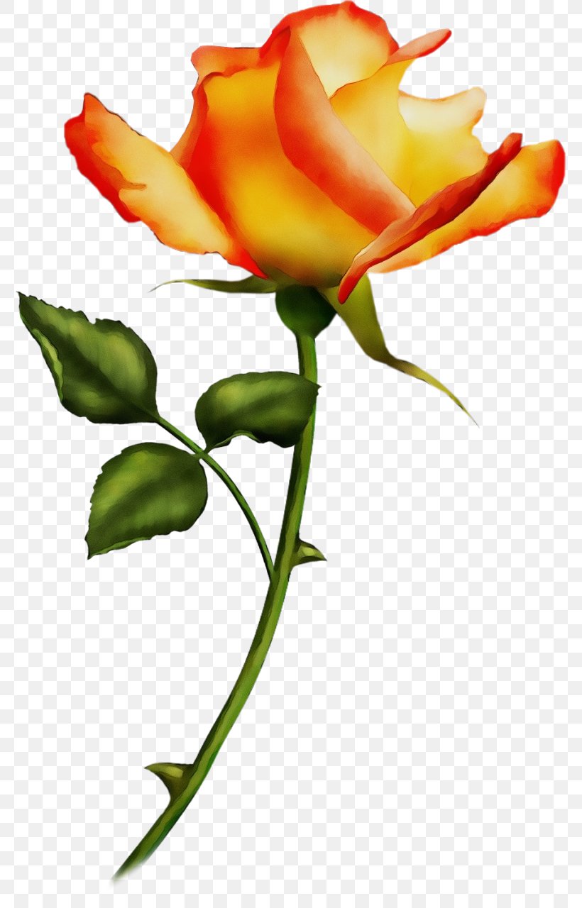 Rose, PNG, 775x1280px, Watercolor, Cut Flowers, Flower, Orange, Paint Download Free