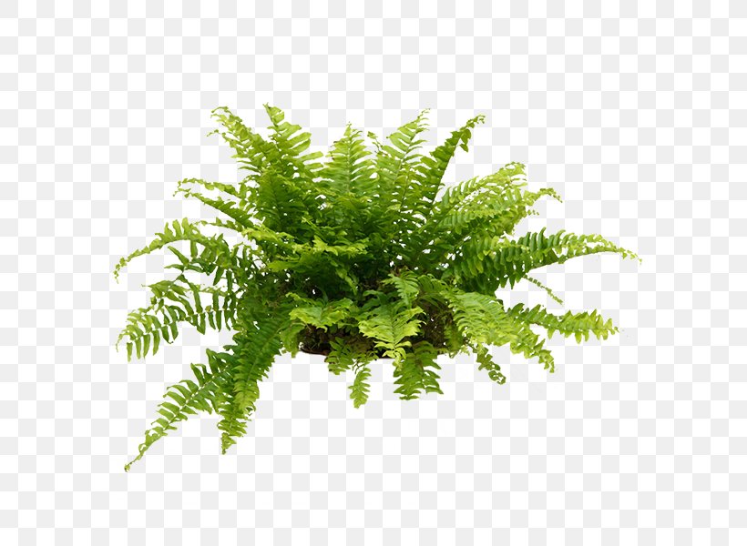 Sword Fern Houseplant Bird's-nest Fern Plants, PNG, 600x600px, Sword Fern, Aquarium Decor, Chinese Evergreens, Fern, Ferns And Horsetails Download Free