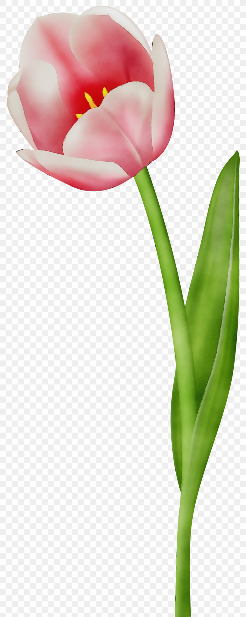 Tulip Flower Petal Pink Plant, PNG, 1197x2999px, Watercolor, Anthurium, Bud, Closeup, Cut Flowers Download Free