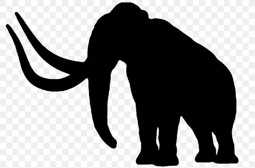 African Elephant Cat Woolly Mammoth Indian Elephant Elephantidae, PNG, 800x542px, African Elephant, Animal, Asian Elephant, Big Cats, Black Download Free