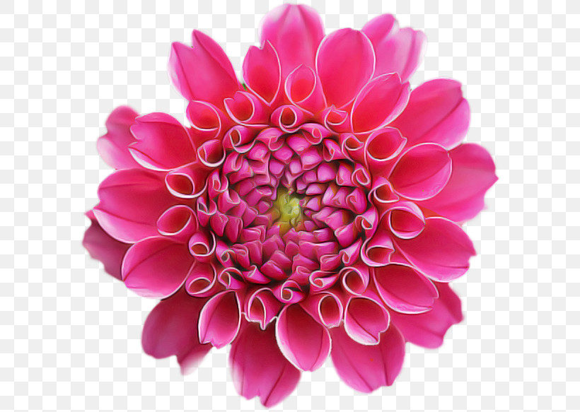 Floral Design, PNG, 600x583px, Dahlia, Chrysanthemum, Common Daisy, Cut Flowers, Floral Design Download Free