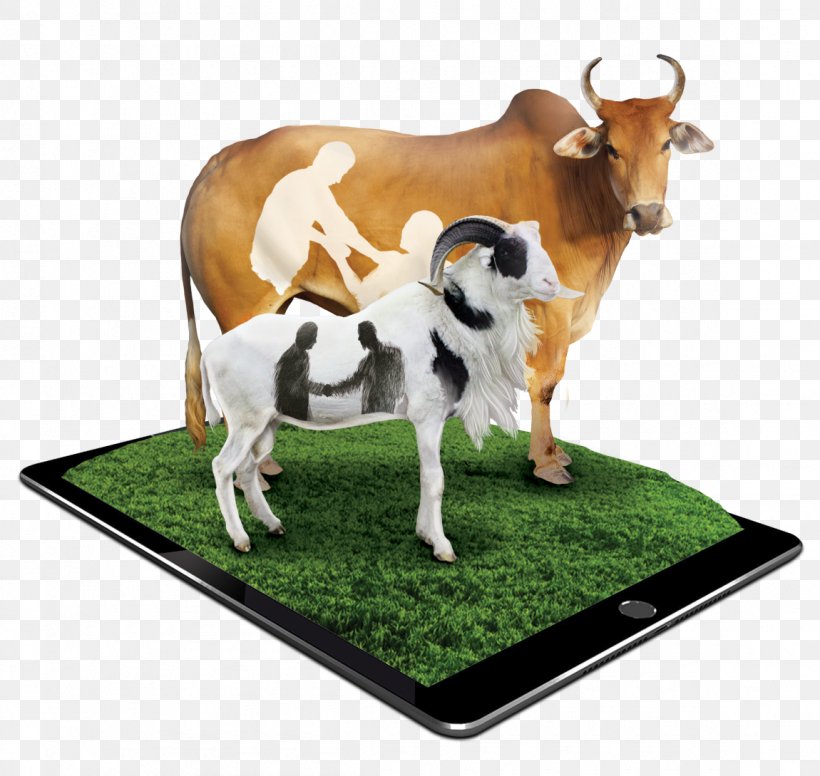 Goat Qurbani Dairy Cattle Baka Islam, PNG, 1150x1089px, Goat, Allah, Baka, Cattle Like Mammal, Cow Goat Family Download Free