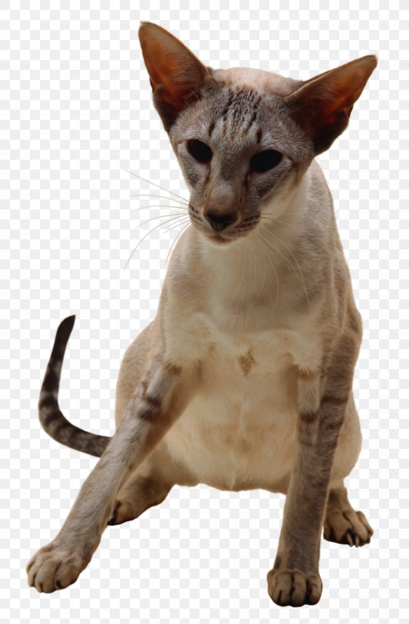 Javanese Cat Oriental Shorthair German Rex Peterbald Devon Rex