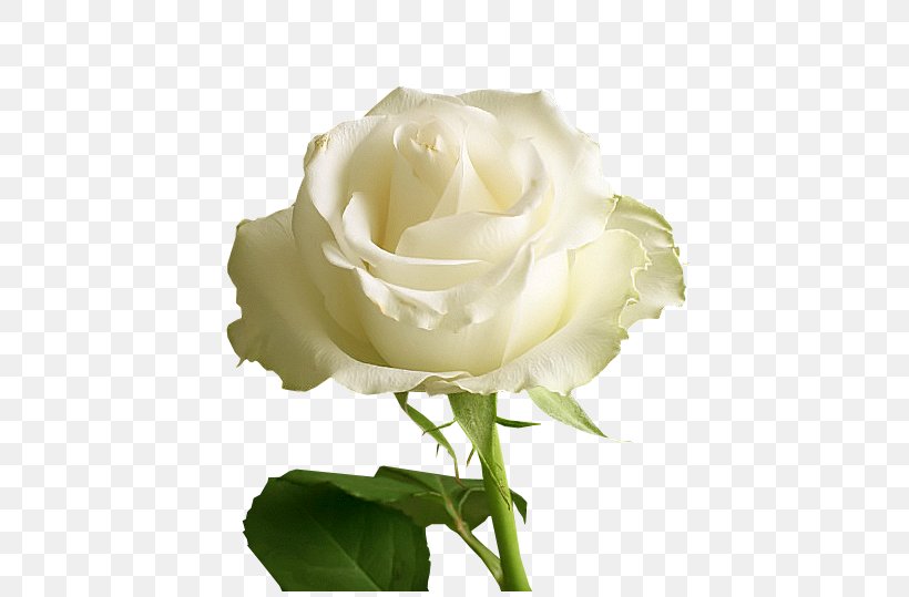 Rose Clip Art, PNG, 544x539px, Rose, Blue Rose, Bud, Cut Flowers, Floribunda Download Free