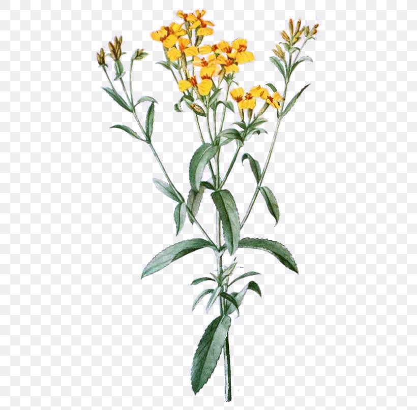Tagetes Lucida Cut Flowers Drawing Clip Art, PNG, 500x807px, Tagetes Lucida, Cut Flowers, Drawing, Flora, Flower Download Free