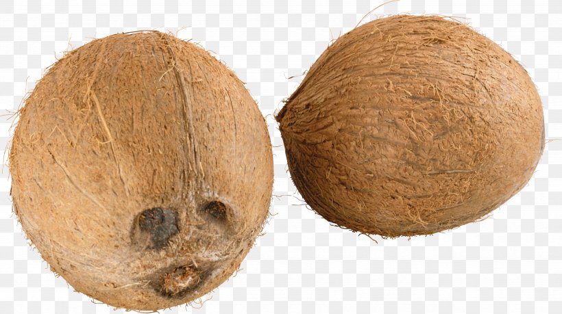 Coconut Image, PNG, 3506x1963px, Coconut, Coconut Water, Fruit, Wool Download Free