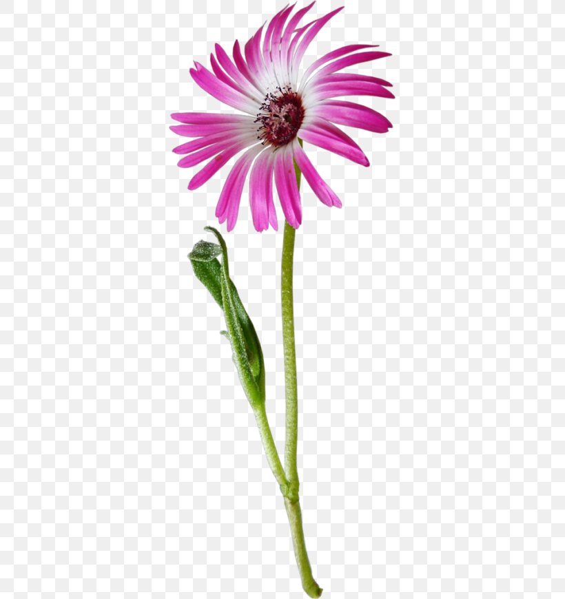 Common Daisy Flower Oxeye Daisy Clip Art, PNG, 329x870px, Common Daisy, Annual Plant, Aster, Chamomile, Coneflower Download Free
