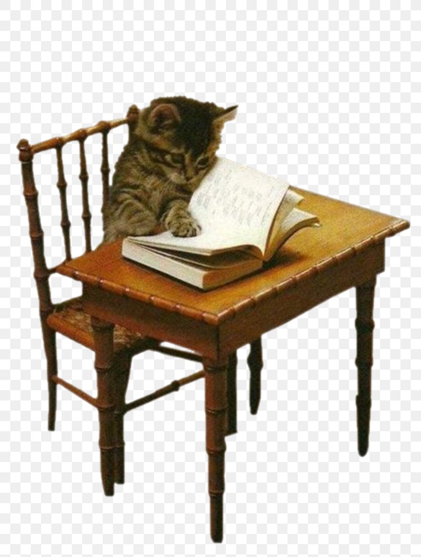 Lolcat Kitten Puppy Grumpy Cat, PNG, 800x1085px, Cat, Animal, Book, Cat Like Mammal, Chair Download Free