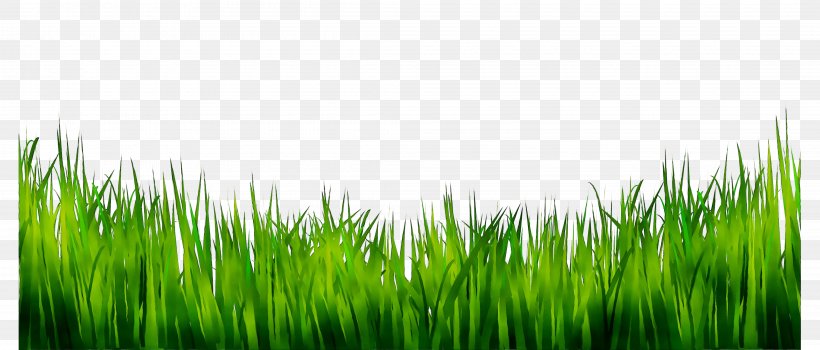 Royalty-free Vector Graphics Clip Art Stock Photography Image, PNG, 4210x1798px, Royaltyfree, Artificial Turf, Fodder, Grass, Grass Family Download Free