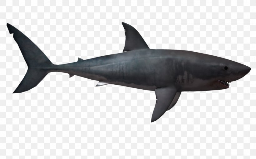 Great White Shark Lamniformes, PNG, 1024x639px, Lamniformes, Alpha Compositing, Animal, Bull Shark, Cartilaginous Fish Download Free