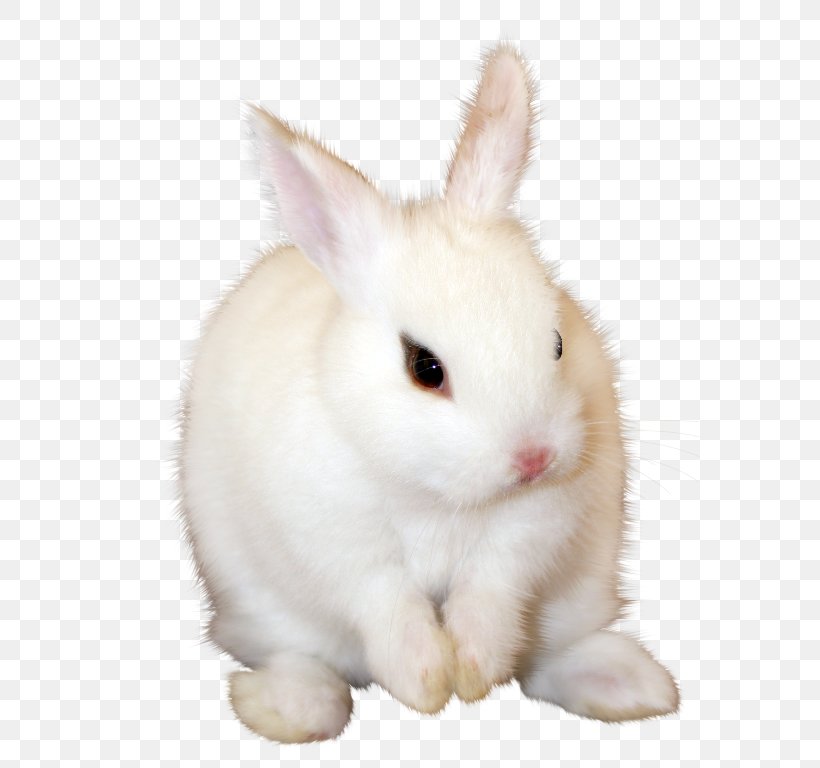 Angora Rabbit Domestic Rabbit Hare Easter Bunny, PNG, 579x768px, Angora Rabbit, Angora Wool, Animal, Domestic Rabbit, Easter Download Free