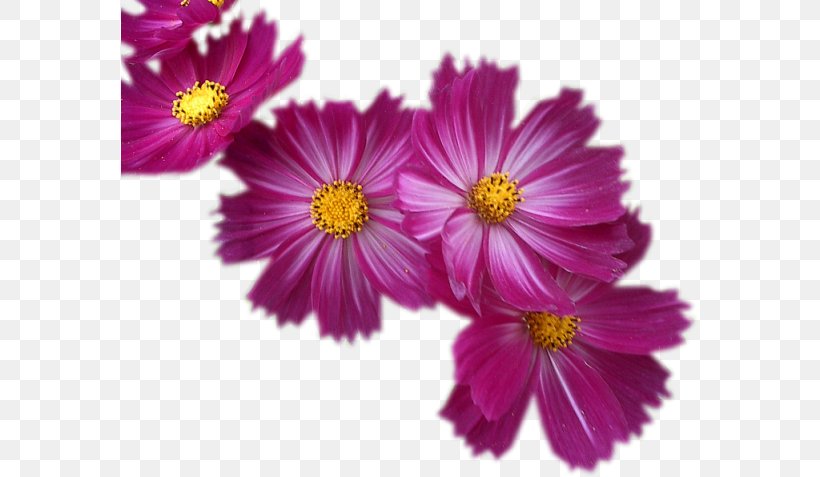Blog Ciceksepeti.com, PNG, 578x477px, Blog, Annual Plant, Aster, Centerblog, Child Download Free