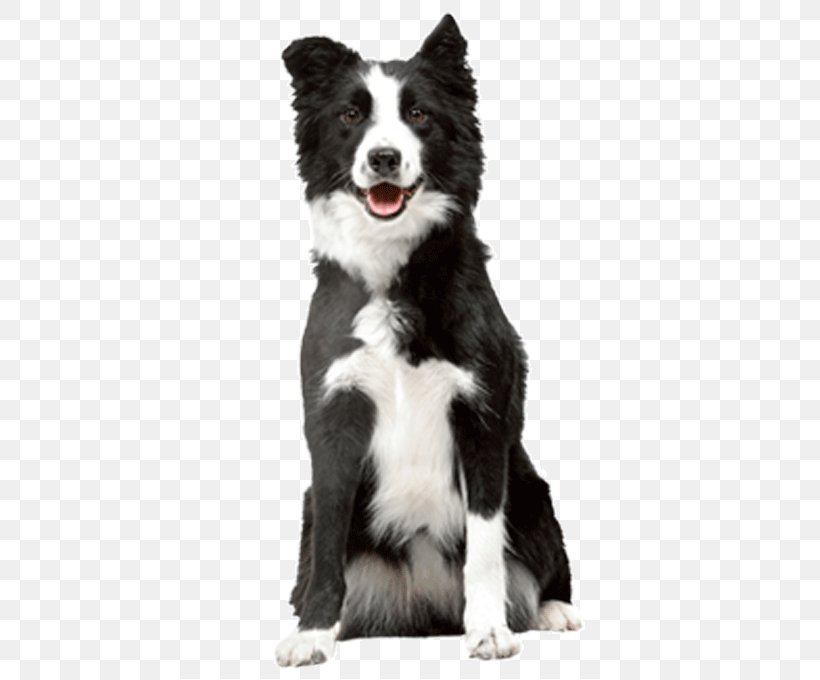 Cat Food Border Collie Puppy Veterinarian, PNG, 620x680px, Cat Food, Border Collie, Breed, Carnivoran, Cat Download Free