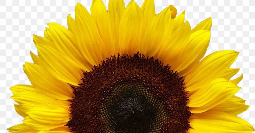 Common Sunflower Clip Art Image Sunflower Seed, PNG, 1096x576px, Common Sunflower, Asterales, Close Up, Daisy Family, Flower Download Free