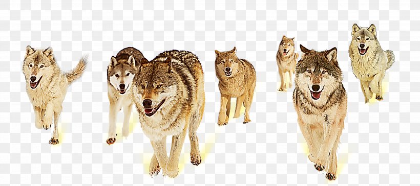 Gray Wolf Fox Information Teamwork Collaboration, PNG, 3543x1575px, Gray Wolf, Business, Carnivoran, Collaboration, Competition Download Free