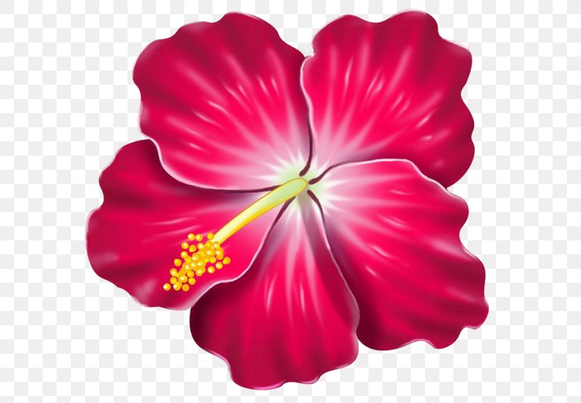 Hawaiian Hibiscus Clip Art, PNG, 600x570px, Hibiscus, Alyogyne Huegelii, Annual Plant, Art, China Rose Download Free