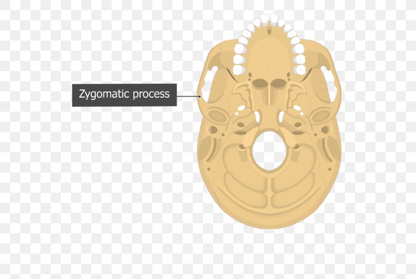 Protuberance