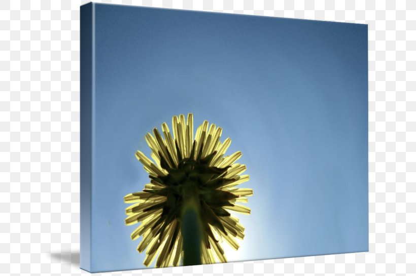 Dandelion Stock Photography Sky Plc, PNG, 650x545px, Dandelion, Flower, Photography, Sky, Sky Plc Download Free