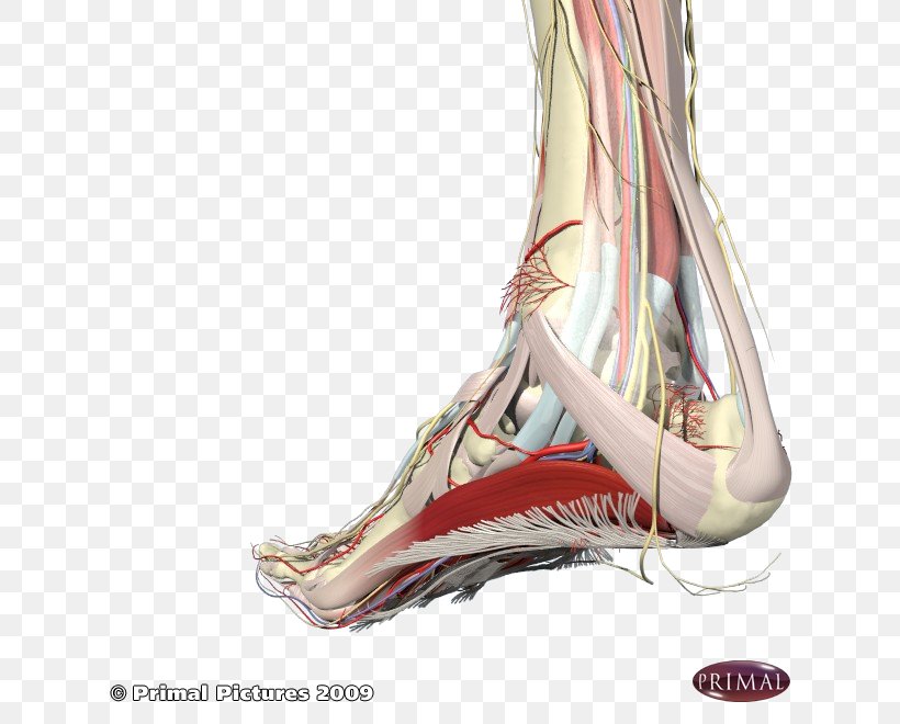 Heel Podalgia Arches Of The Foot Plantar Fasciitis, PNG, 660x660px, Watercolor, Cartoon, Flower, Frame, Heart Download Free