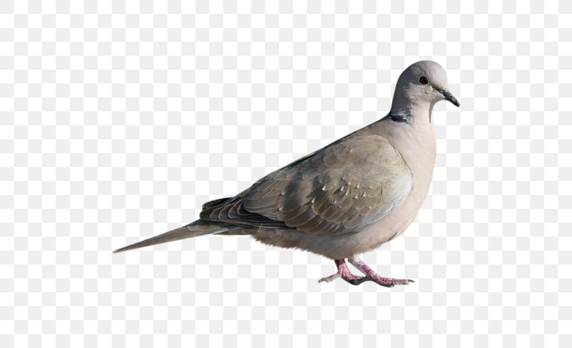 Homing Pigeon Stock Dove Bird Columbinae, PNG, 500x500px, Homing Pigeon, Beak, Bird, Columbidae, Columbiformes Download Free