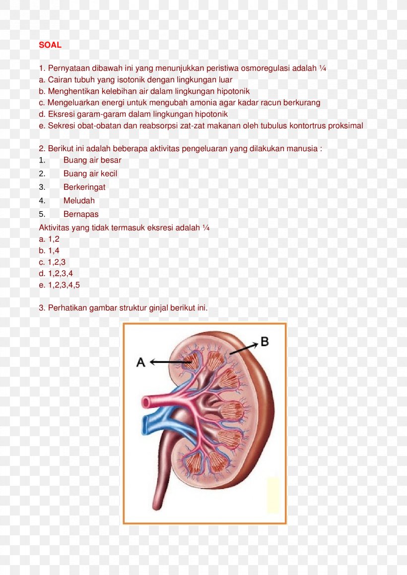 Muscle Adrenal Gland Hormone Font, PNG, 1653x2339px, Watercolor, Cartoon, Flower, Frame, Heart Download Free