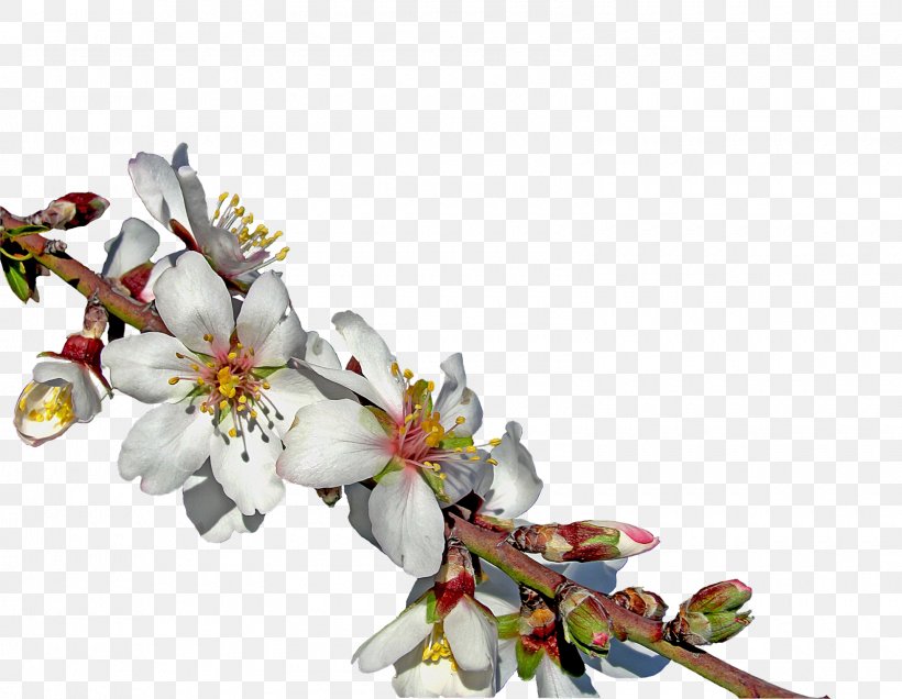 Almond Blossoms Flower, PNG, 1600x1241px, Almond Blossoms, Almond, Almond Oil, Argan Oil, Blossom Download Free
