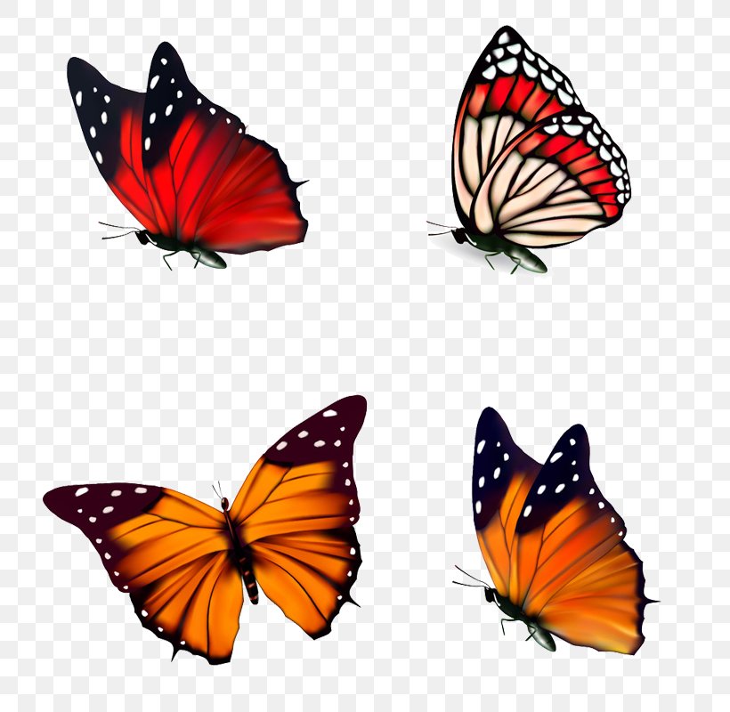 Butterfly Poster Illustration, PNG, 800x800px, Butterfly, Arthropod, Brush Footed Butterfly, Bureaublad, Death Download Free