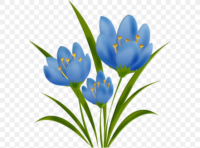 Crocus Tulip Plant Stem Petal Herbaceous Plant, PNG, 585x605px, Crocus, Flower, Flowering Plant, Herbaceous Plant, Iris Family Download Free