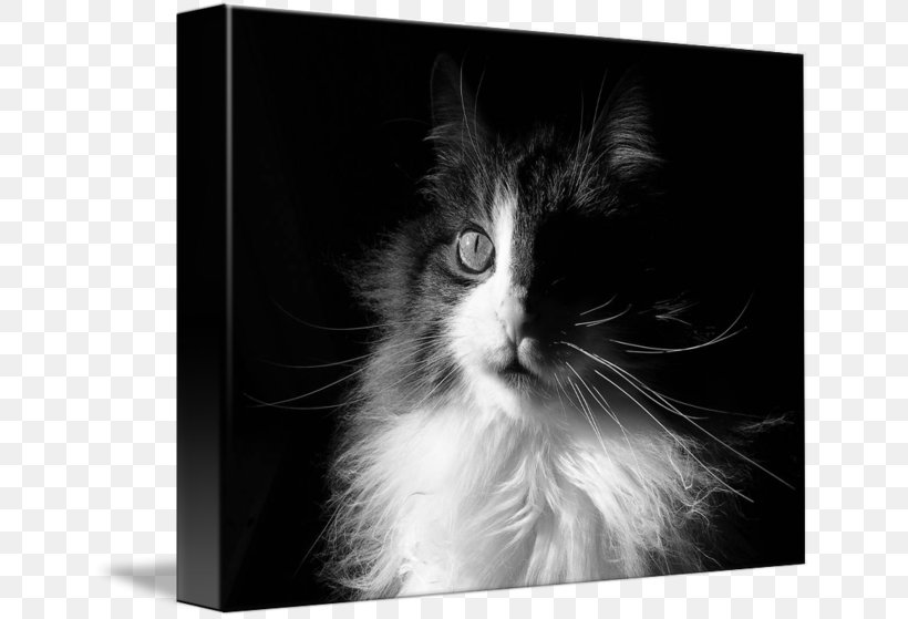 Kitten Whiskers Norwegian Forest Cat Domestic Long-haired Cat Domestic Short-haired Cat, PNG, 650x559px, Kitten, Black, Black And White, Black Cat, Carnivoran Download Free