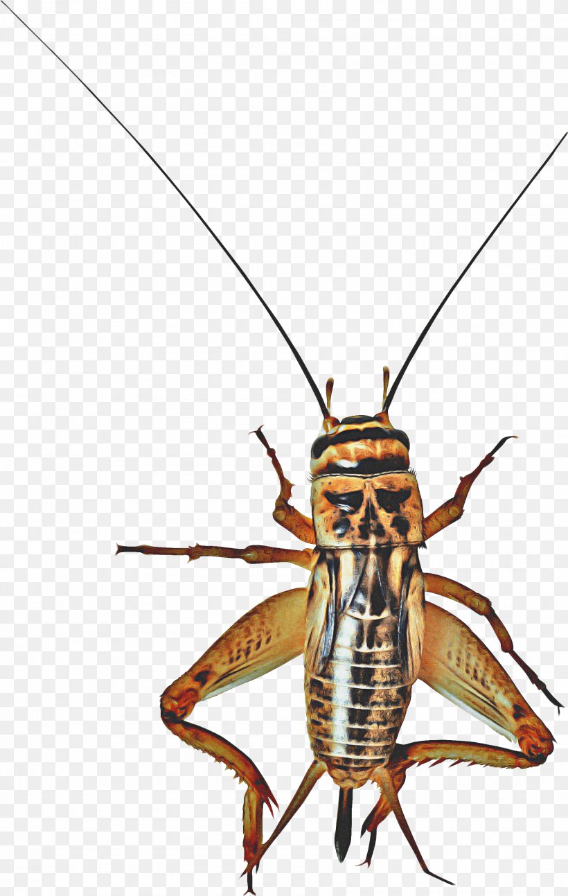Ladybird, PNG, 1902x3000px, Insect, Beetle, Cockroach, Cricket, Cricketlike Insect Download Free