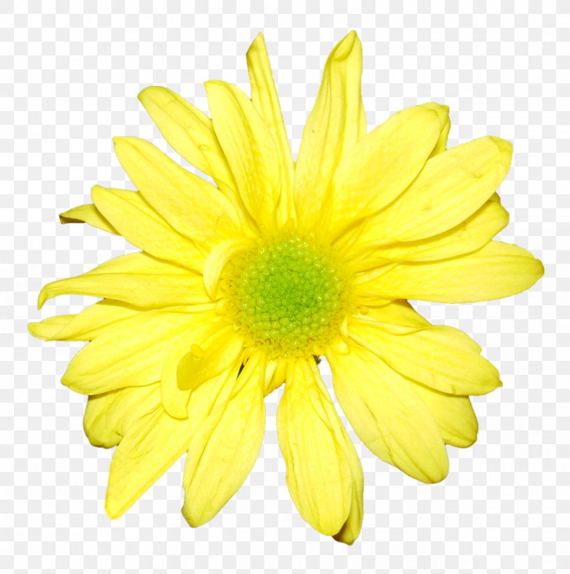 Yellow Flower Chrysanthemum Orange White, PNG, 1268x1280px, Yellow, Chrysanthemum, Chrysanths, Color, Common Daisy Download Free
