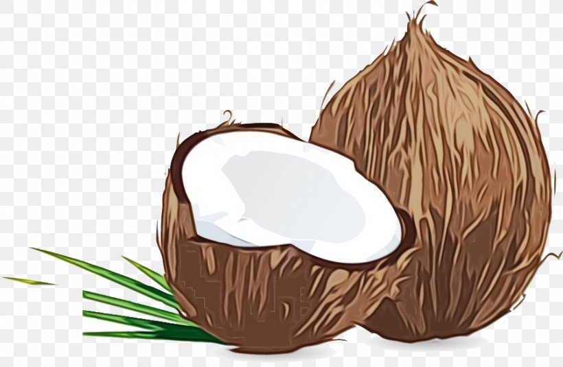 Coconut Tree Cartoon, PNG, 900x588px, Superfood, Coconut, Coconut Water, Plant, Tree Download Free
