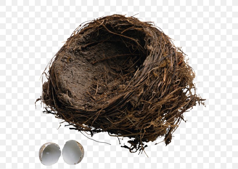 Egg Nest Icon, PNG, 600x581px, Egg, Bird Nest, Nest, Resource, Vecteur Download Free
