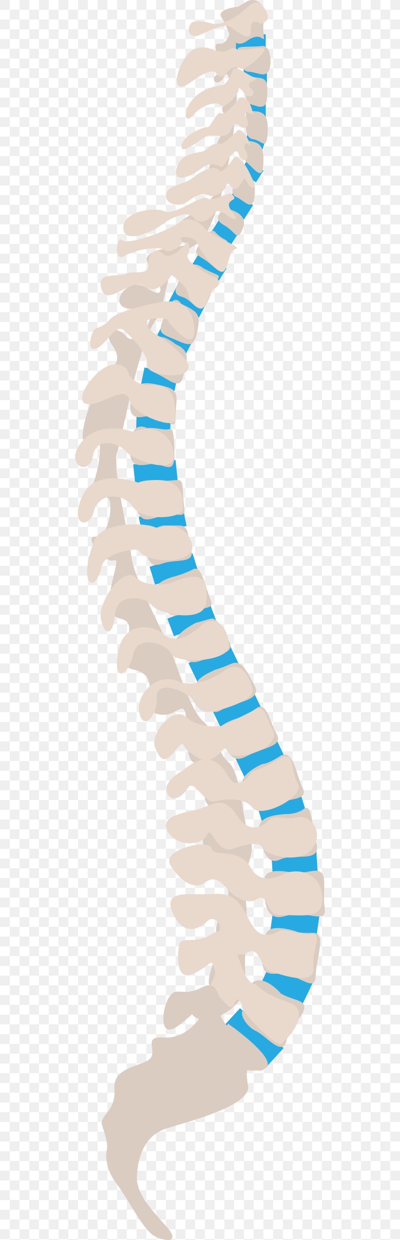 Vertebral Column Spinal Nerve Human Back Neutral Spine Sciatic Nerve, PNG, 512x2542px, Vertebral Column, Area, Arm, Bone, Footwear Download Free