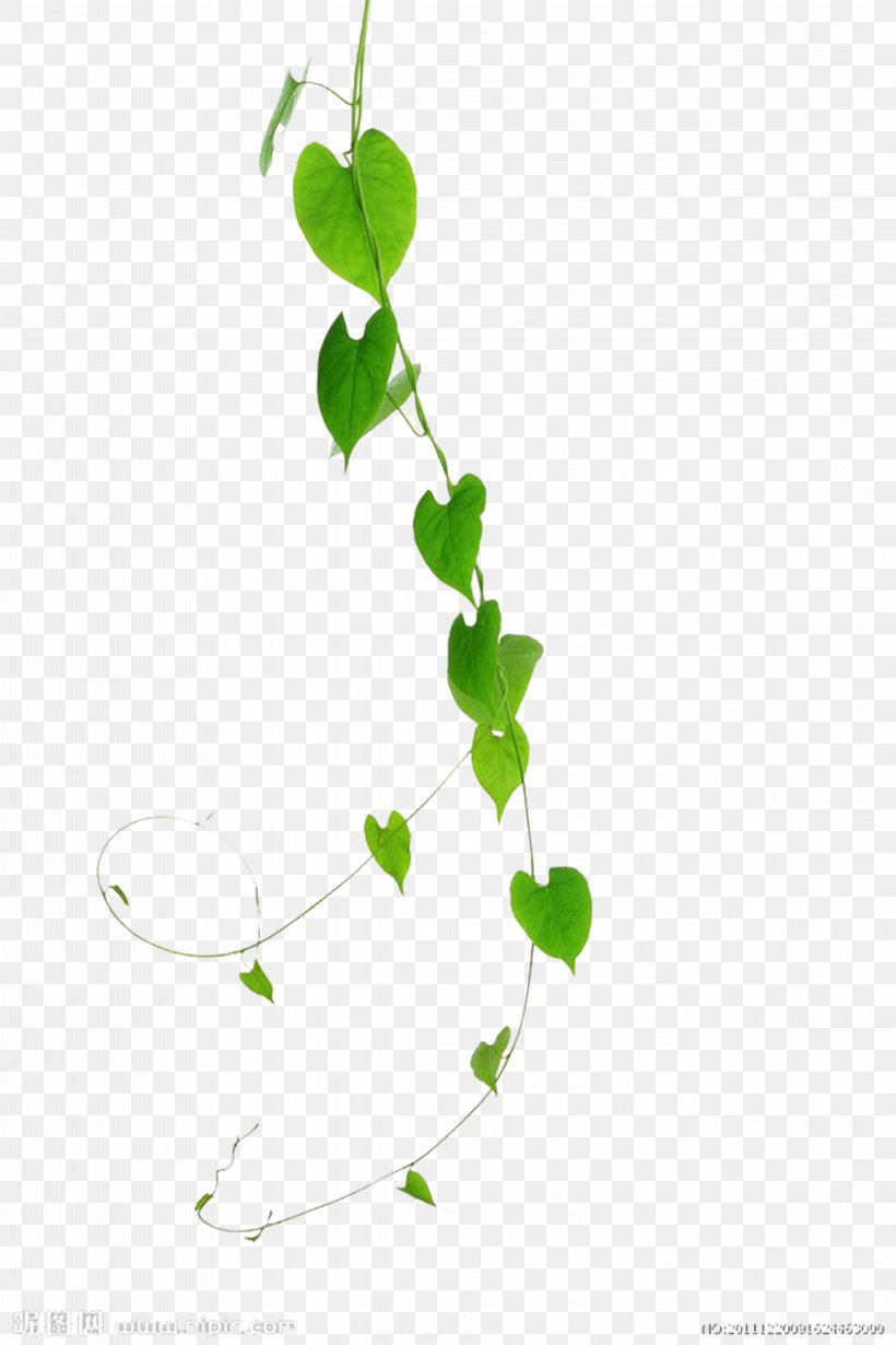 Vine Green Plant Leaf, PNG, 4569x6854px, Vine, Beach Rose, Blue, Branch, Calameae Download Free
